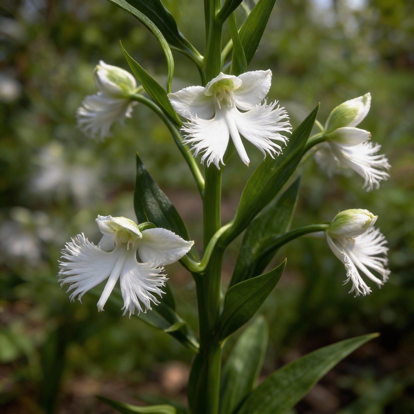 White Egret Flower Habenaria radiata Seeds for Garden Planting