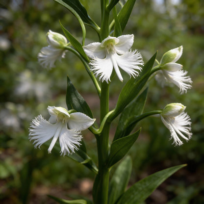 White Egret Flower Habenaria radiata Seeds for Garden Planting