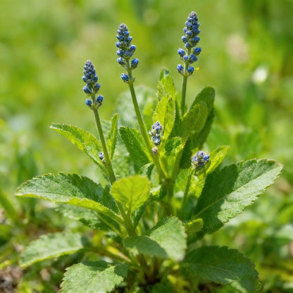 Blue Deer Brush Ceanothus Tree Seeds for Garden Planting
