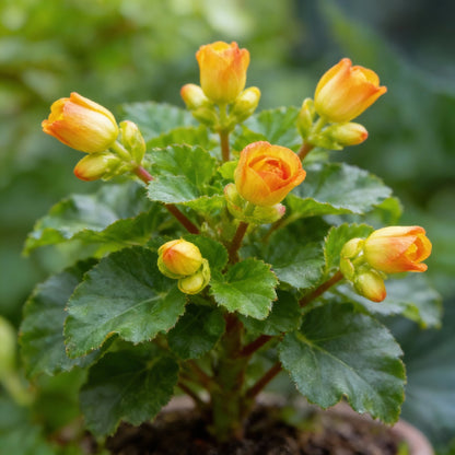 Yellow Red Begonia Flower Seeds for Garden Planting