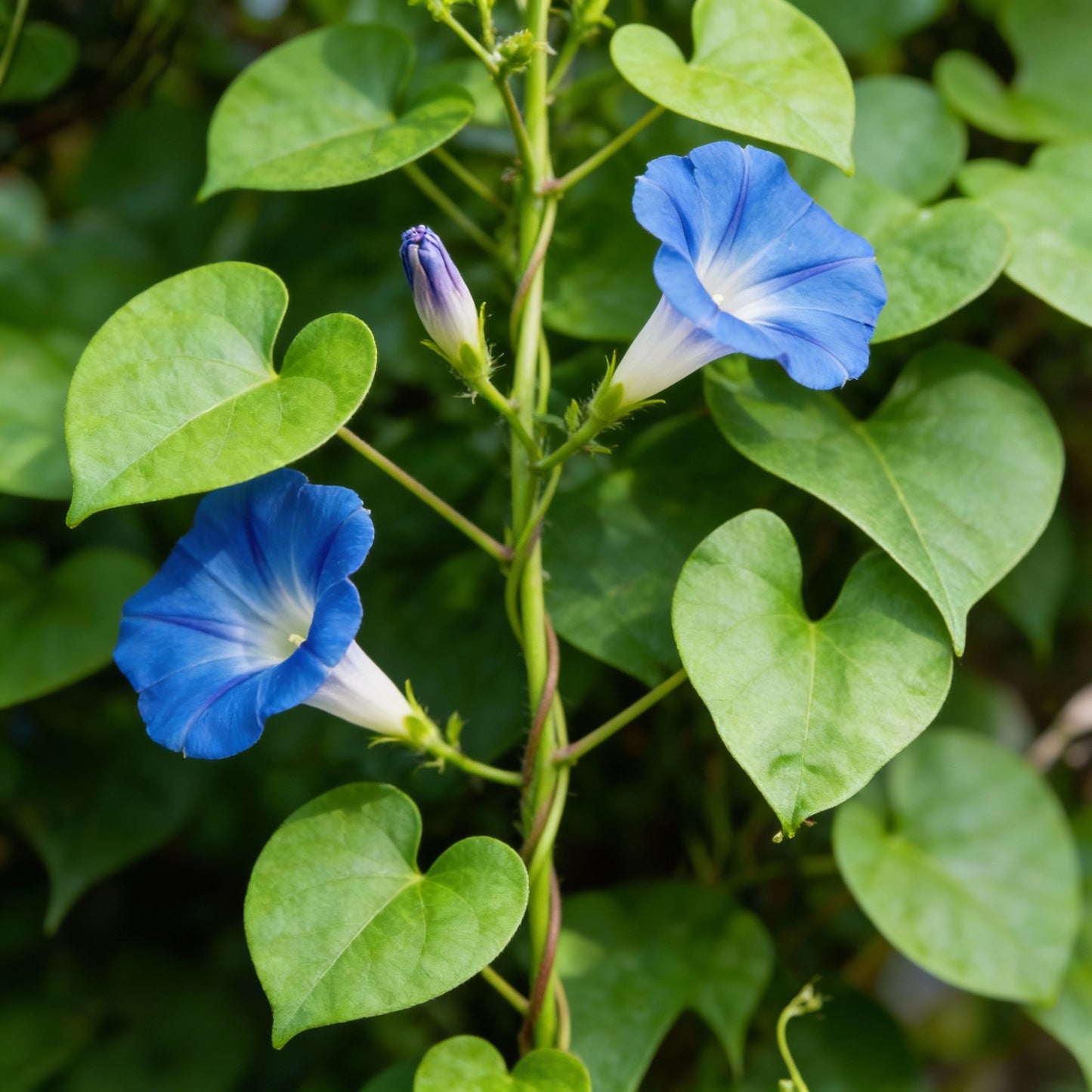 Indigo Blue Petunia Seeds for Gardens and Containers