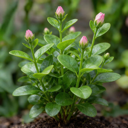 Lisianthus Rosita 2 Pink Flash II Seeds for Gardens and Bouquets