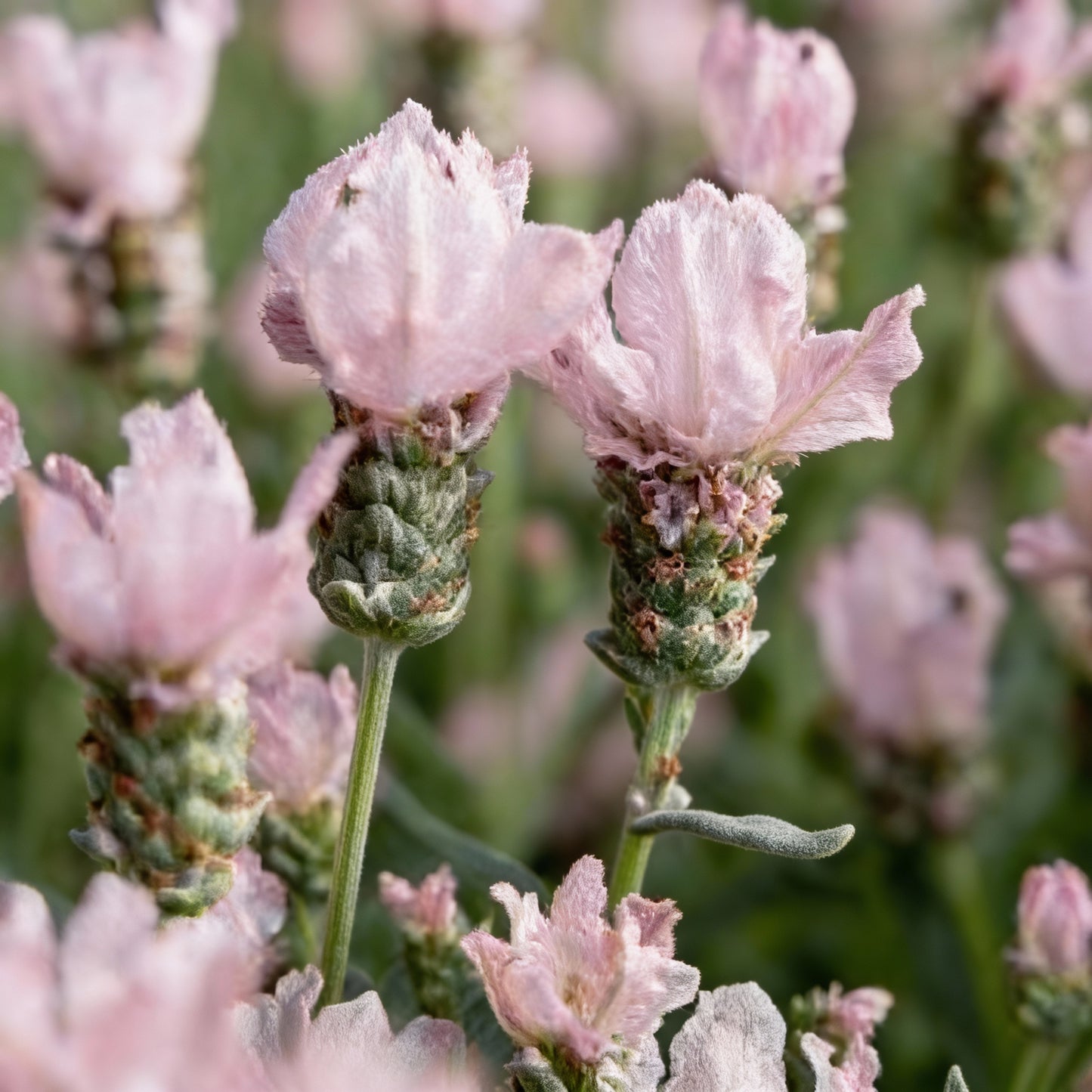 Blush Pink Lavender Seeds for Garden Planting