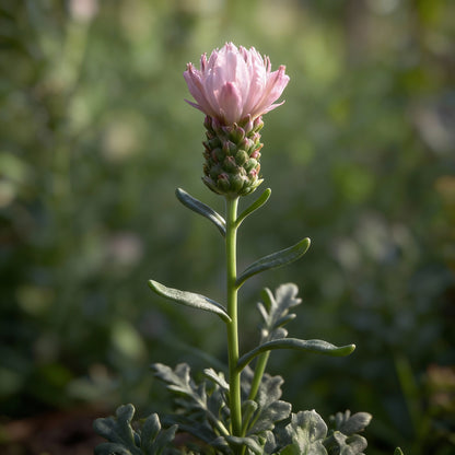 Blush Pink Lavender Seeds for Garden Planting