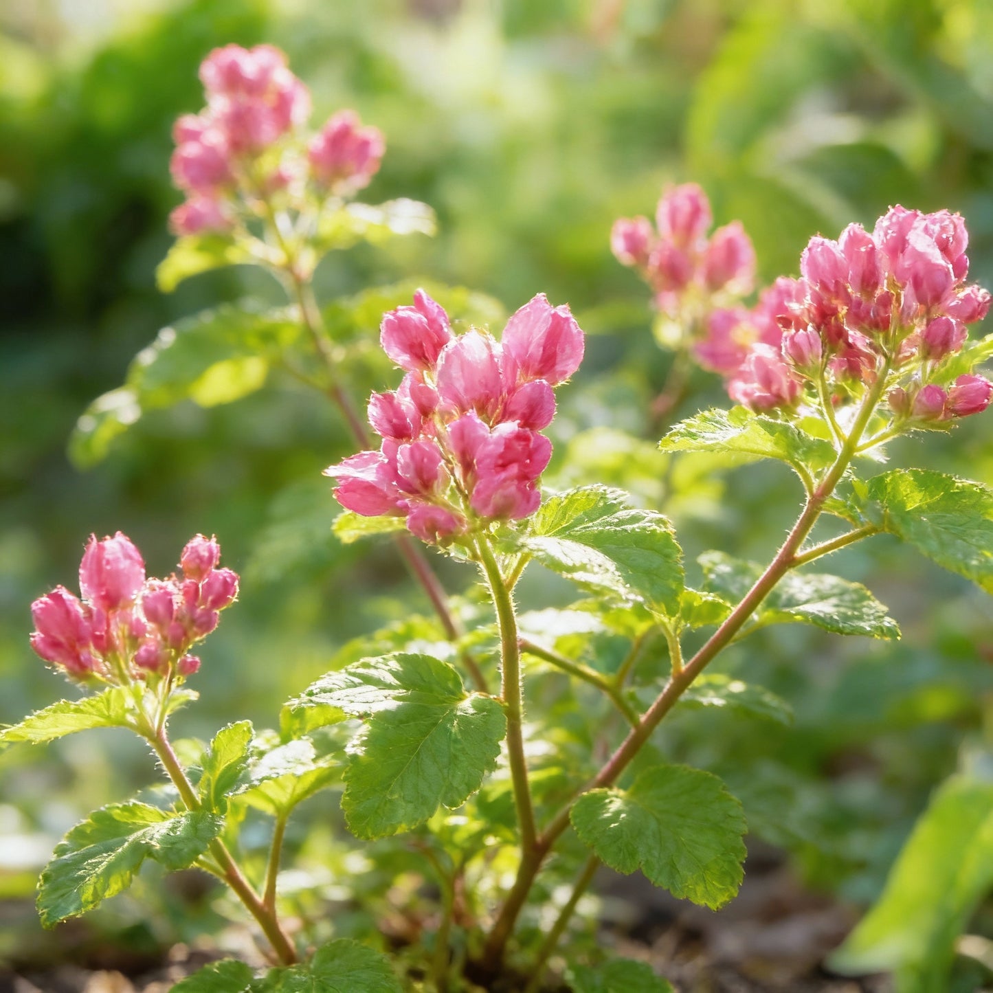 Coral Vine Flower Seeds for Garden Planting