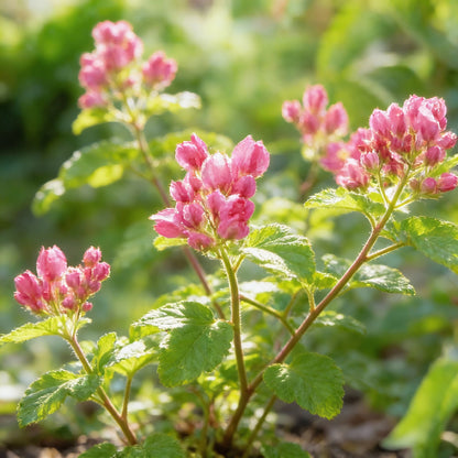Coral Vine Flower Seeds for Garden Planting