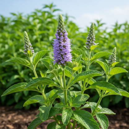 Purple Horehound Flower Seeds for Garden Planting
