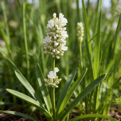 Pure White Lavender Seeds for Garden Planting