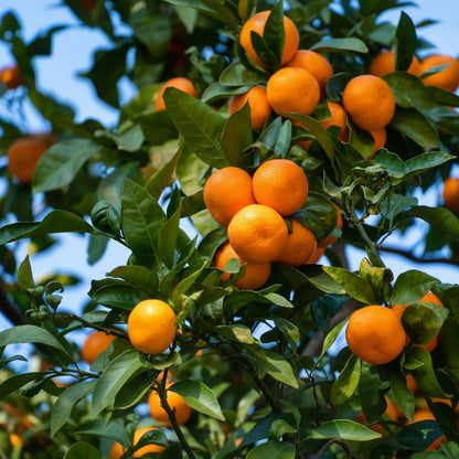 Tangerine Fruit Seeds for Planting – Citrus reticulata Sweet Juicy Citrus Seeds