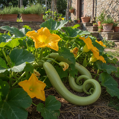 Courgetti Tromboncino Creeper Seeds – Italian Heirloom Trombone Squash