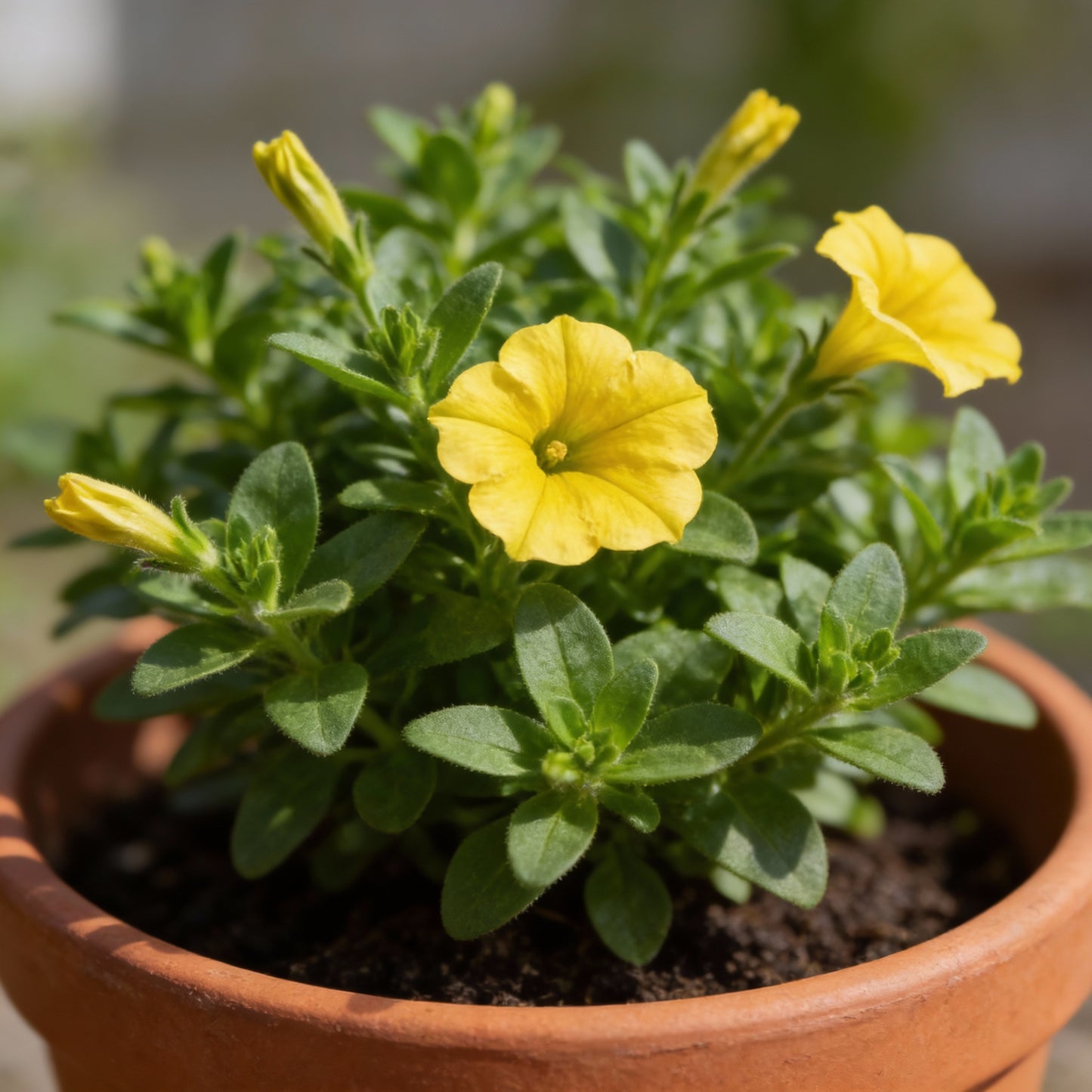 Lemon Yellow Petunia Flower Seeds for Garden Planting