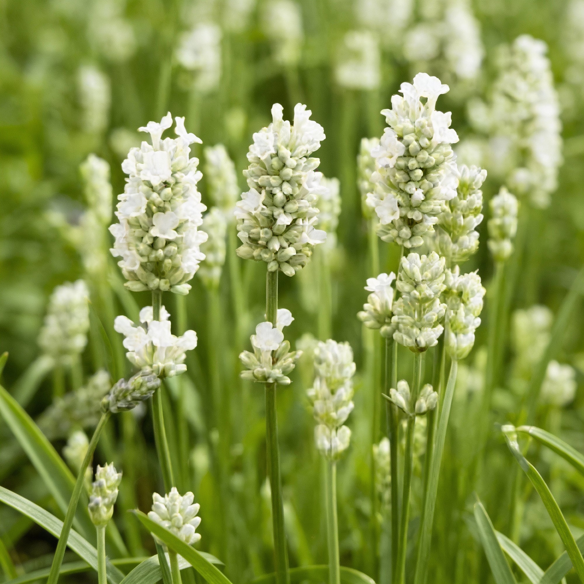pure-white-lavender-seeds-for-garden-planting