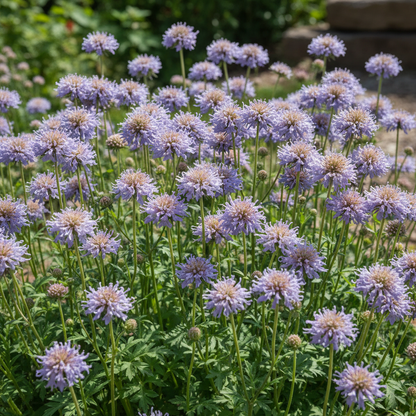 Scabiosa Comosa Pincushion Flower Seeds for Planting