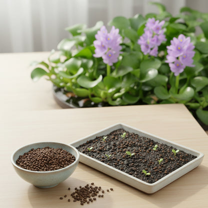 Shuihulu Blue Water Hyacinth Flower Seeds for Planting (Eichhornia crassipes)