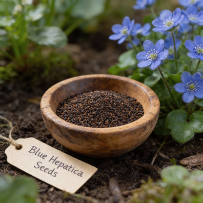 Blue Hepatica Flower Seeds for Planting – Hardy Perennial Garden Delight