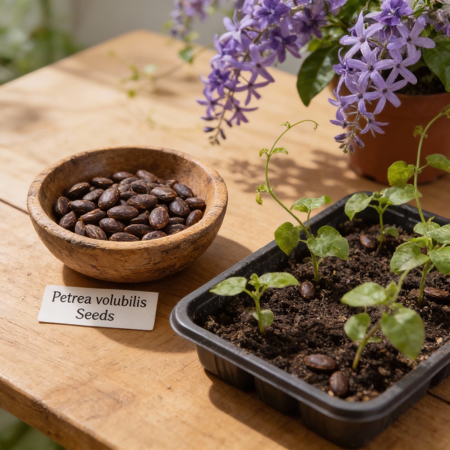 Petrea Volubilis Seeds for Planting – Purple Flowering Vine for Home Gardens