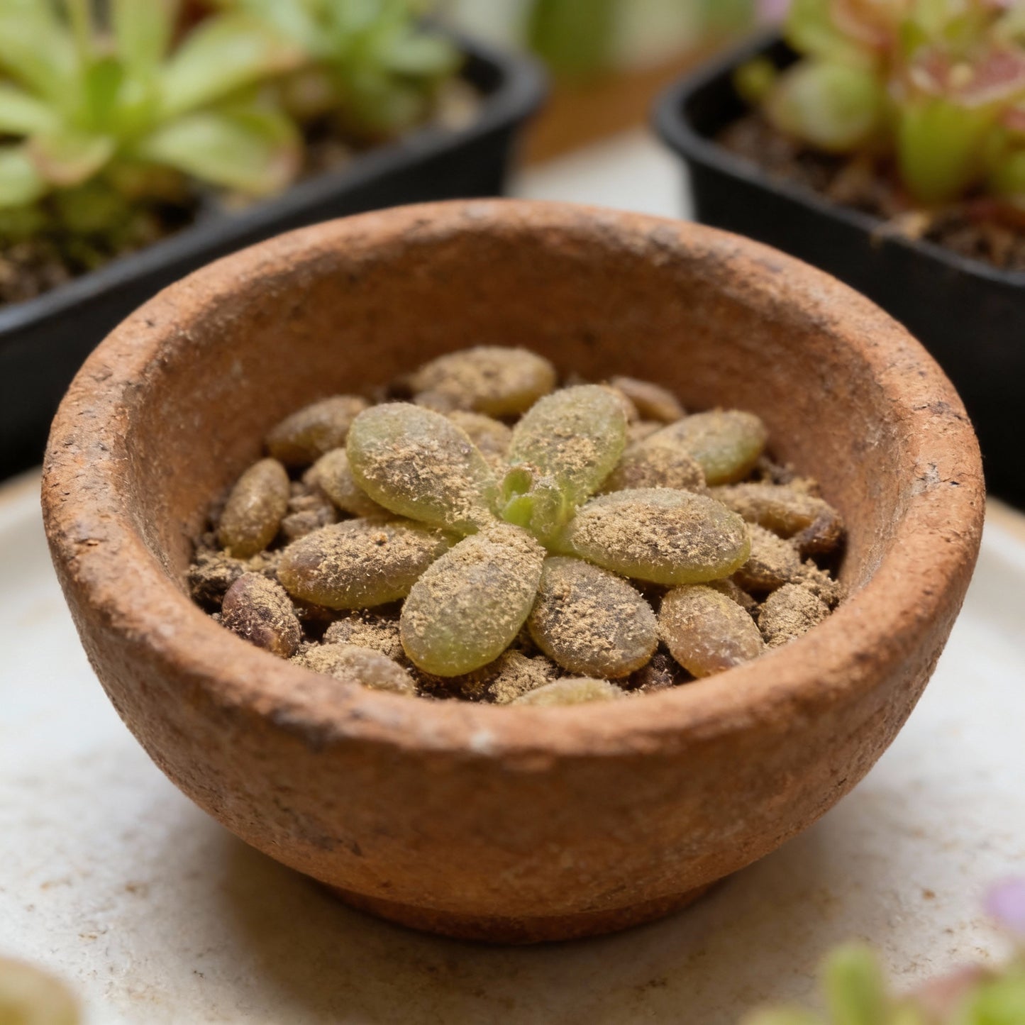 Mexican Butterwort Seeds for Planting (Pinguicula) – Carnivorous Ornamental Flower Plant