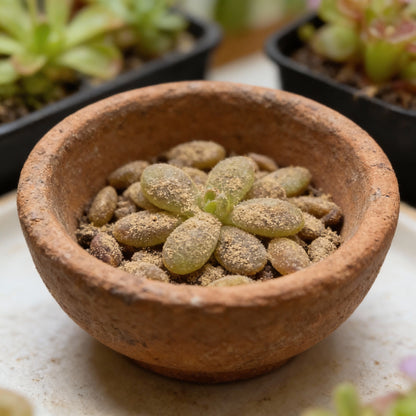 Mexican Butterwort Seeds for Planting (Pinguicula) – Carnivorous Ornamental Flower Plant