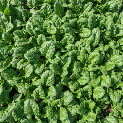 Tyee Spinach Seeds – High-Quality Heirloom Leafy Greens for Home Gardens