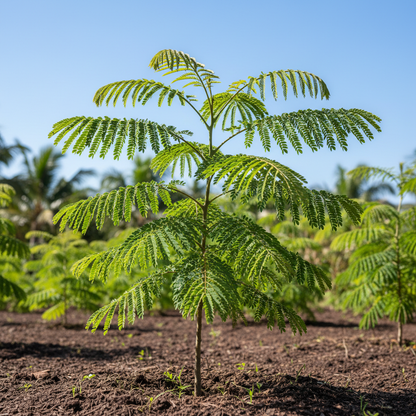 Colvillea Racemosa Seeds - Flamingo Tree Seeds for Garden