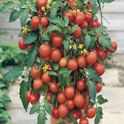 Tomato Tumbler Seeds for Planting – Grow Abundant and Delicious Cherry Tomatoes