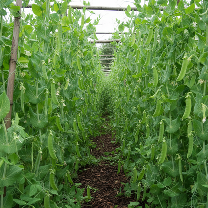 Meteor Pea Vegetable Seeds – Heirloom Snow Pea Variety for Home Gardening