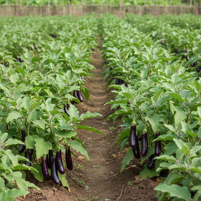 Aubergine Farmer’s Long F1 Hybrid Seeds for Planting – High-Yield Long Eggplant for Home Gardening