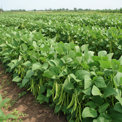 Organic Broad Bean Seeds for Planting Aquadulce Claudia – Heirloom Beans for Home Gardening