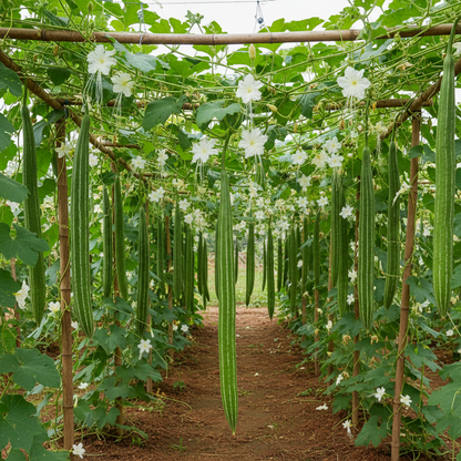 Buag Ngu Naga Snake Gourd Seeds for Planting – Exotic Long Green Gourd Vegetable (100 Seeds)
