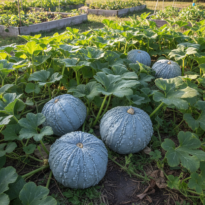 Hubbard Blue Winter Squash Seeds – Heirloom Variety for Home Gardens