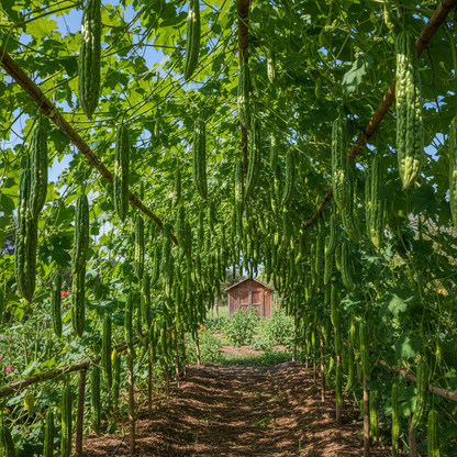 Pusa Do Mausami Bitter Gourd Seeds – High-Yield Heirloom Variety