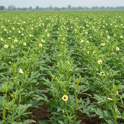Okra Heirloom Mix Seeds for Planting – Non-GMO Varieties