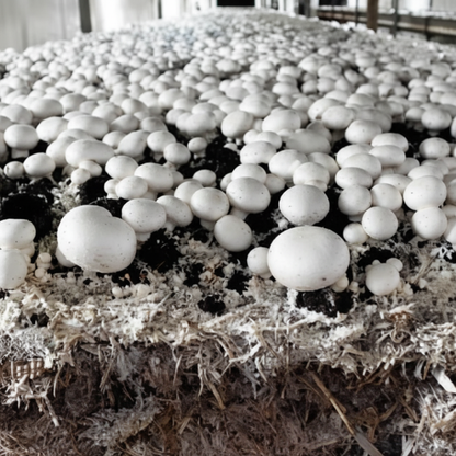 White Mushroom Seeds – Easy Planting Vegetable Seeds for Home Growing