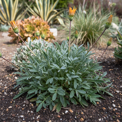 Gazania New Day Rose Stripe Flower Seeds