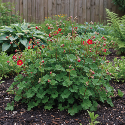 Red Cinquefoil Beautiful Flower Seeds