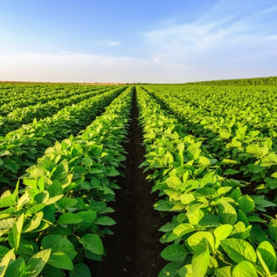 midori-giant-edamame-soybean-seeds-for-planting-grow-large-nutritious-green-pods