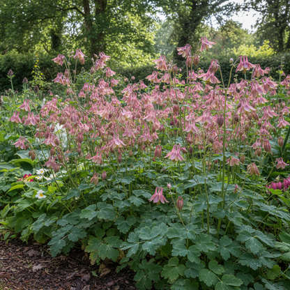 Aquilegia Vulgaris Burnished Rose Seeds for Garden Planting