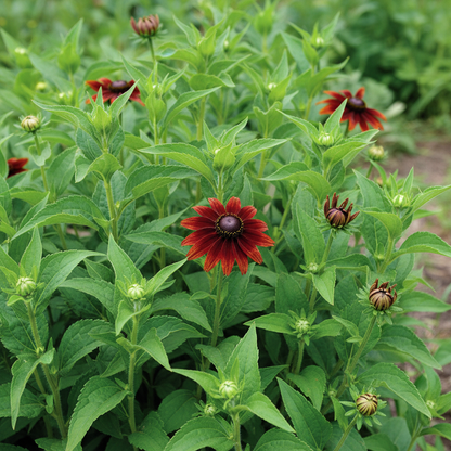 Rudbeckia Hirta Cherry Brandy Seeds - Black Eyed Susan Flower Seeds for Garden