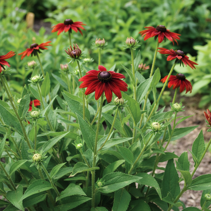 Rudbeckia Hirta Cherry Brandy Seeds - Black Eyed Susan Flower Seeds for Garden
