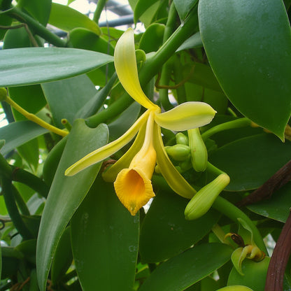 Vanilla Planifolia Orchid Seeds for Planting – Vanilla Orchid Plant