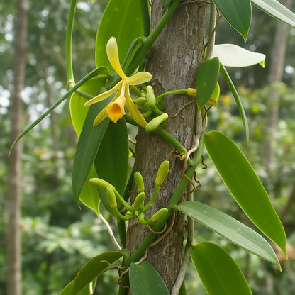 Vanilla Planifolia Orchid Seeds for Planting – Vanilla Orchid Plant