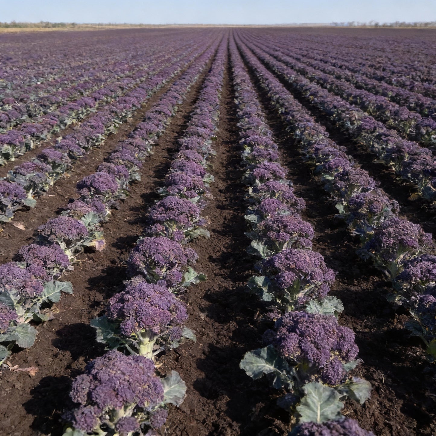 Early Purple Broccoli Seeds for Planting 100 Pcs