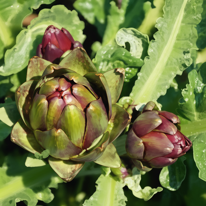 Artichoke Colorado Red Star Seeds for Planting