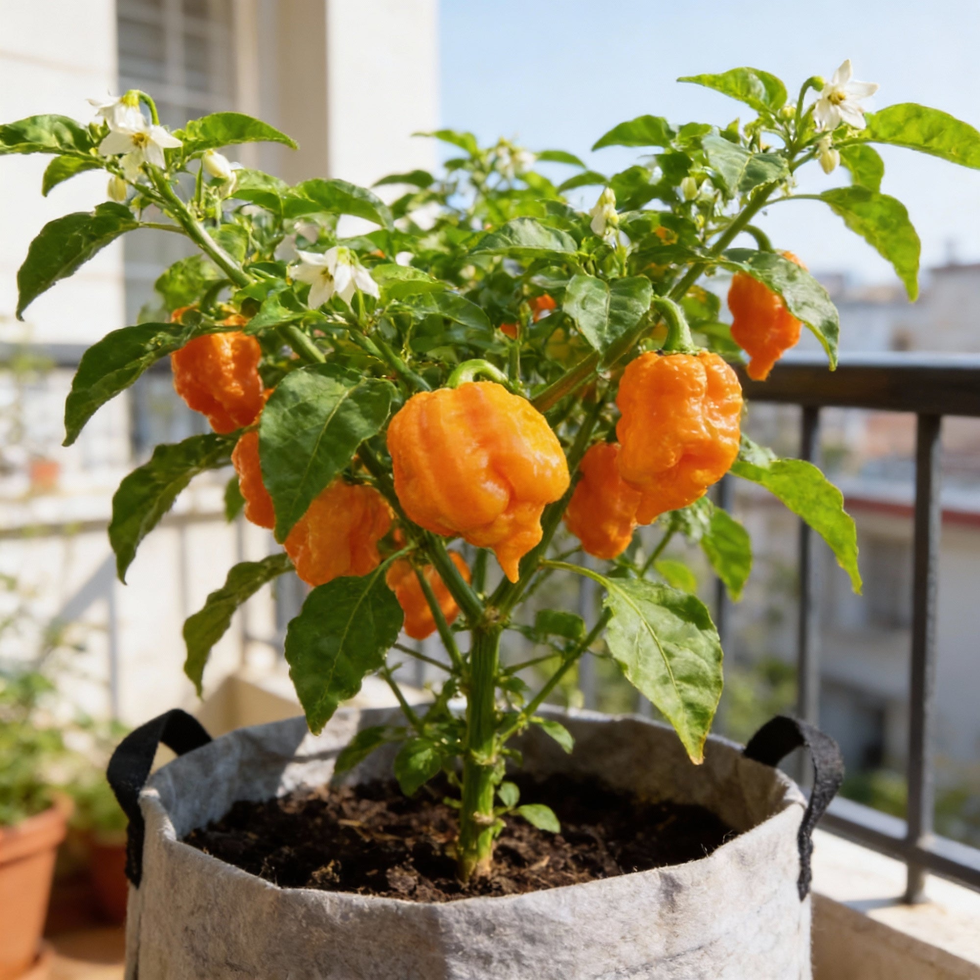 trinidad-scorpion-yellow-chilli-seeds-for-planting
