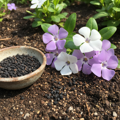 Vinca Periwinkle Flower Seeds for Garden Planting