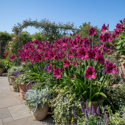 Violet Amaryllis Seeds – Purple Amaryllis Flower Bulb Seeds (30 pcs)