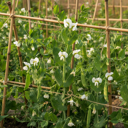 Mange Tout Sweet Horizon Seeds for Planting