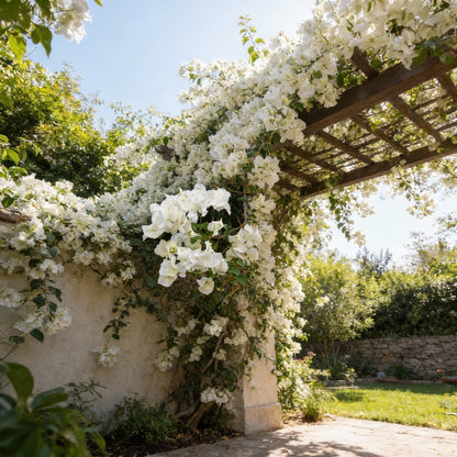 White Bougainvillea Flower Seeds for Planting