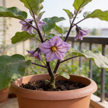 Butternut Squash Butterbush Seeds Compact High-Yield Perfect for Small Gardens