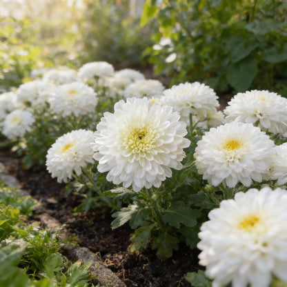 Premium White Chrysanthemum Flower Seeds for Planting